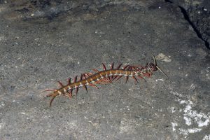 Centipede, c. 20 cm long, in a limestone cave, Niah National Park, Sarawak, Borneo, Malaysia. Skolopender, ca. 20 cm lang, i en kalkstenshule, Niah National Park, Sarawak, Borneo, Malaysia