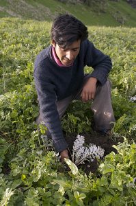 Himachal Pradesh 2007