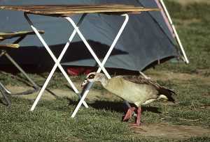 Sydafrika-Namibia 1993