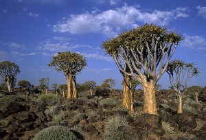 Sydafrika-Namibia 1993