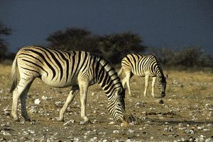 Sydafrika-Namibia 1993