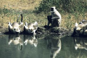 Nordindien 1982