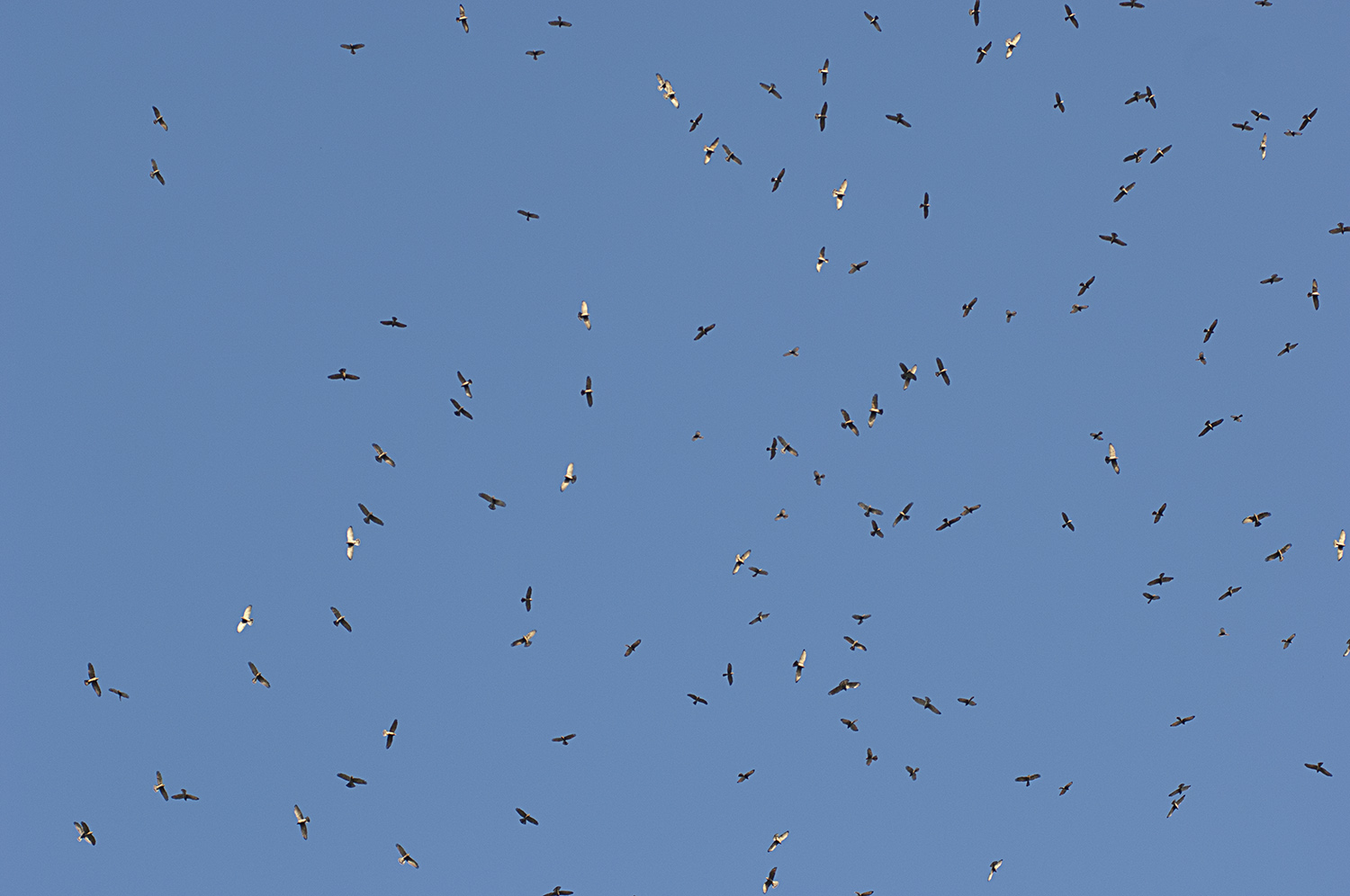 Birds In Taiwan 