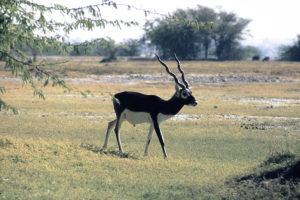 Sable and Roan - the 'horse-goat' antelopes - Africa Geographic