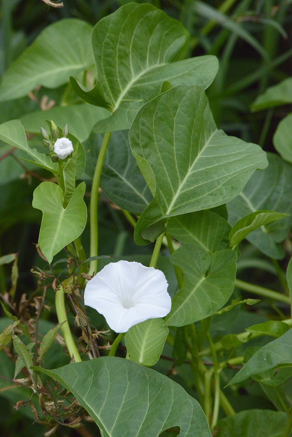 Morning-glories and bindweeds | Kaj Halberg