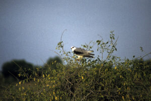 Two new 'shy' spider species found, named after Great Indian Bustard