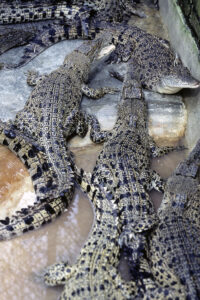 Crocodiles Cut Open, Skinned in Vietnam for Leather Bags - Living - PETA  India